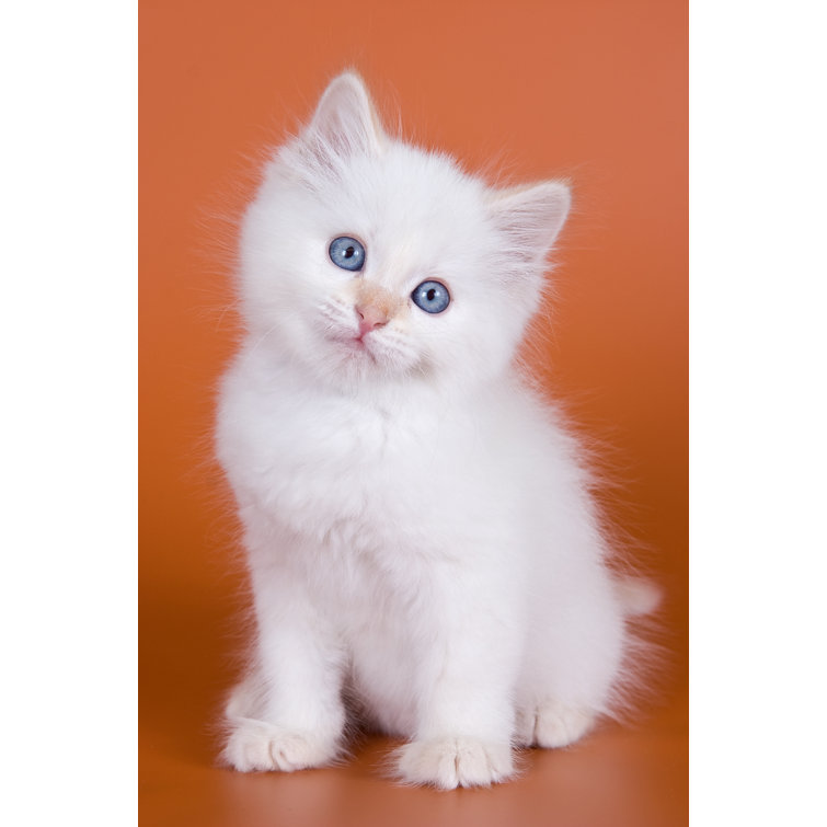 Белый маленький котик